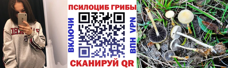 Галлюциногенные грибы Psilocybine cubensis  дарнет шоп  Дегтярск 